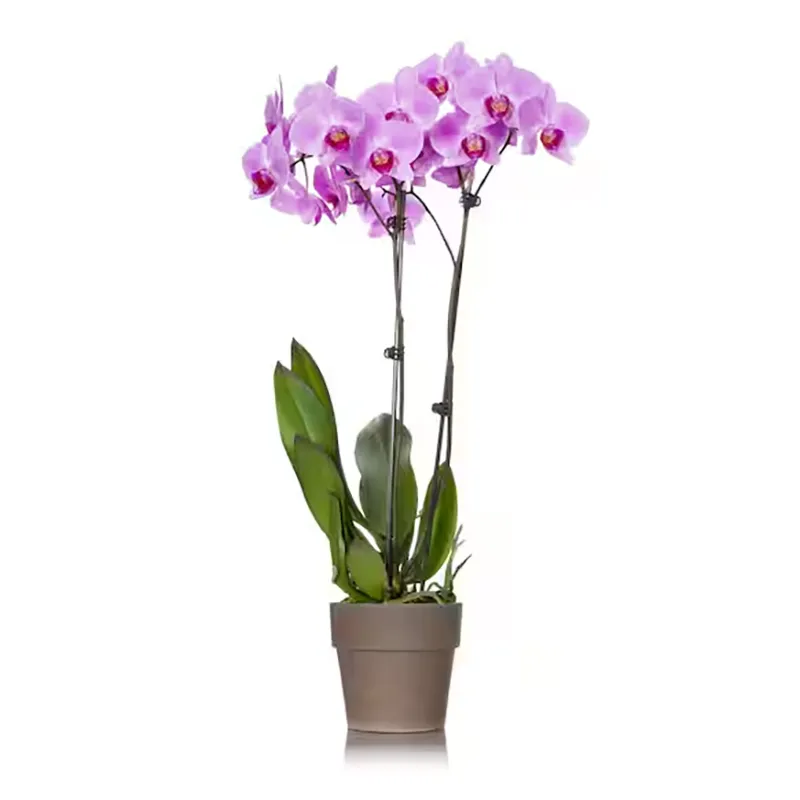 Mother's Day Gift Guide mail-order pink orchid