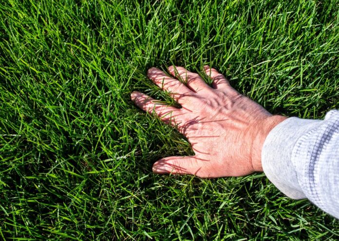 How to get a green lawn: man's hand touching green, vibrant grass.