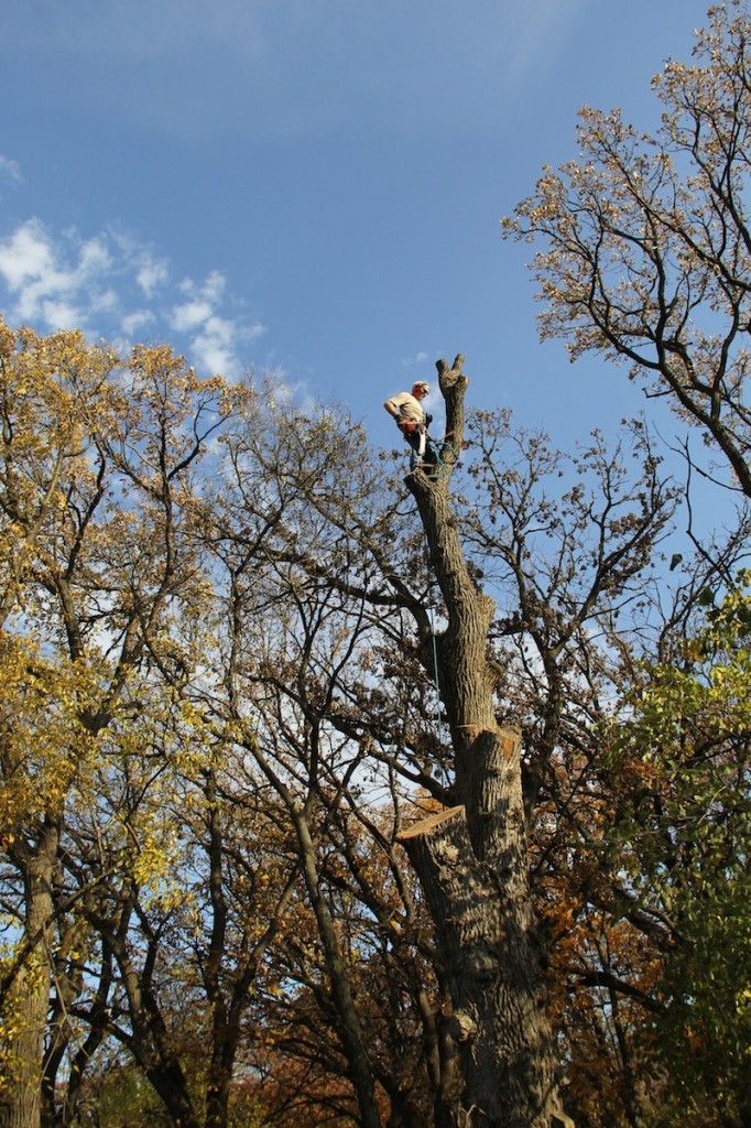 Guy in tree 2