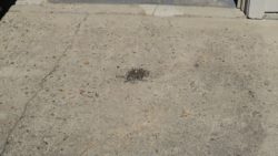 Rolling Magnetic Sweeper Review