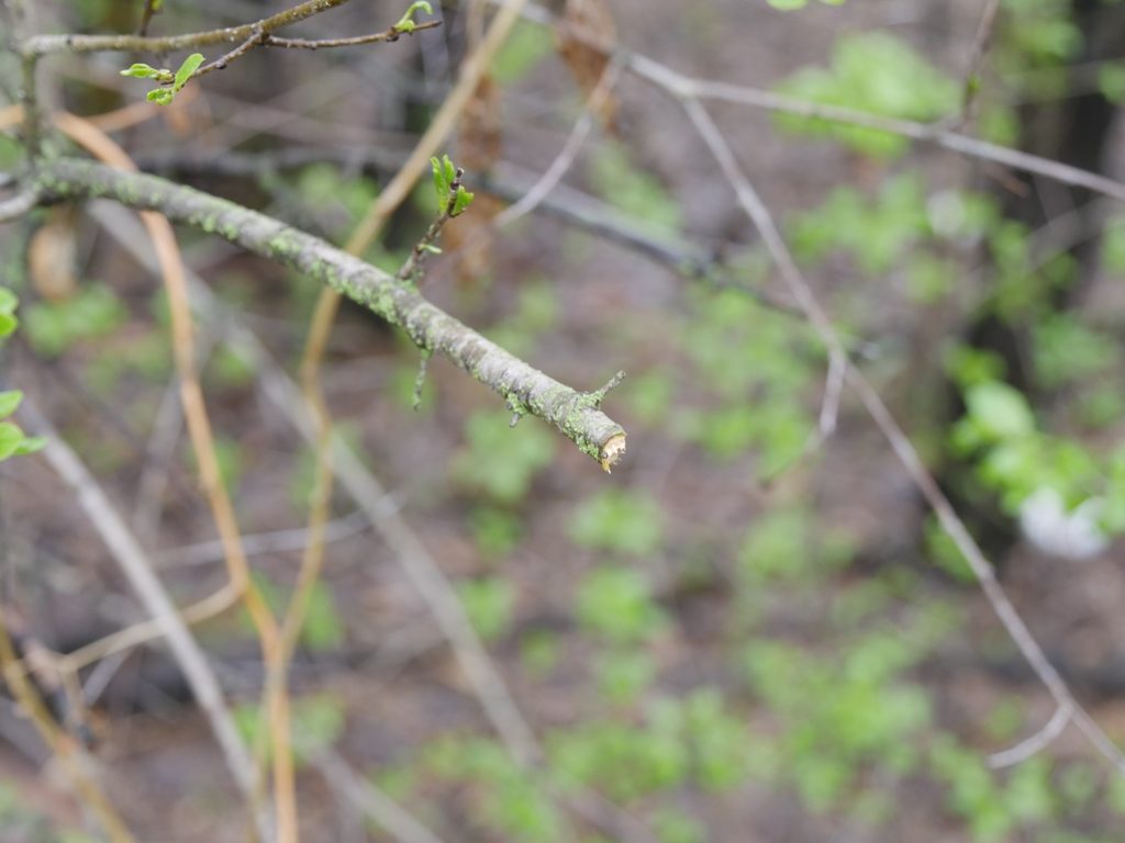Makita Cordless Hedge Trimmer Review
