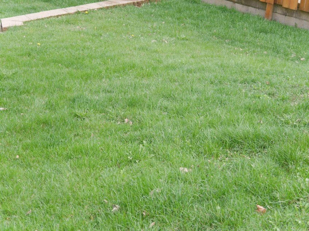 Makita Cordless Lawn mower