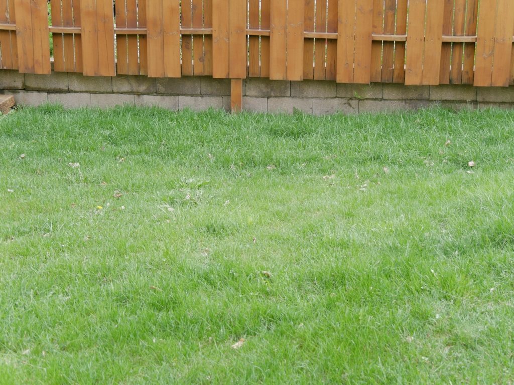 Makita Cordless Lawn mower