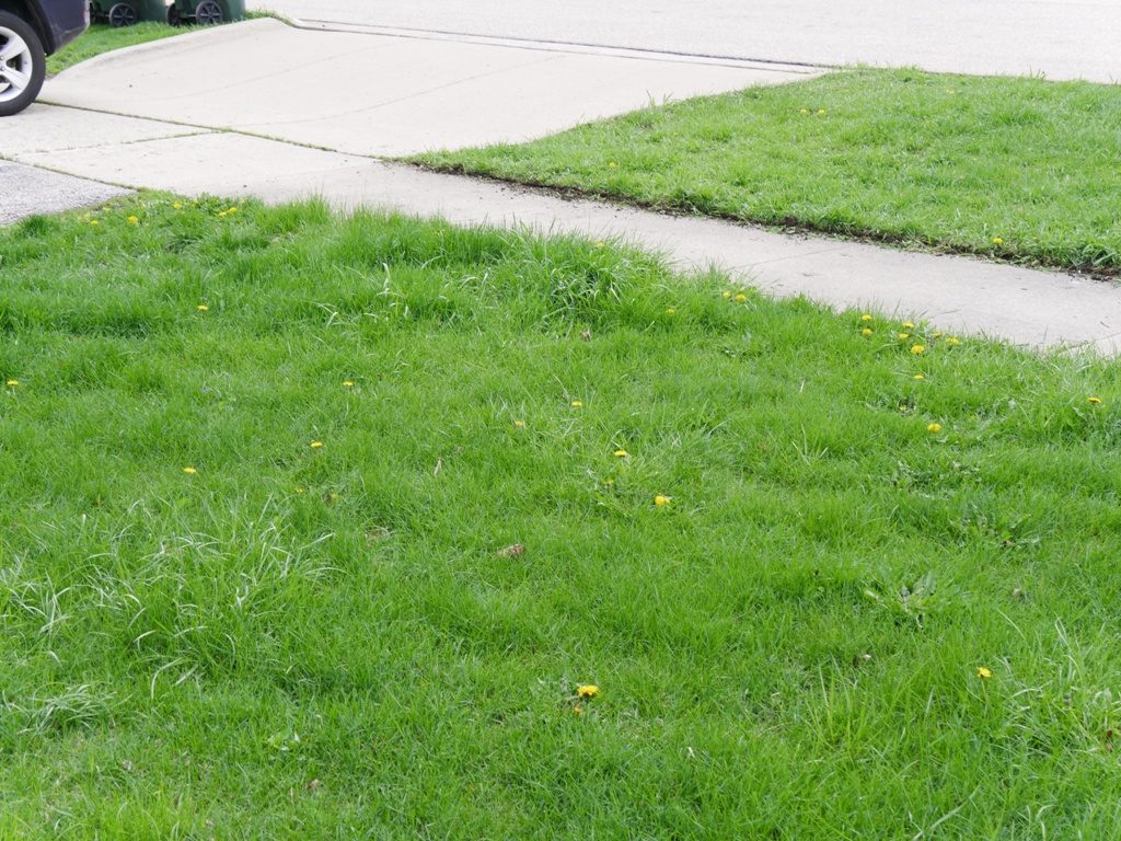 Makita Cordless Lawn mower