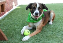 A dog sits on a lawn with a green bandana around its neck and a tennis ball under its paw for an a 2025 National Pet Day article on pet-safe home and lawn products.