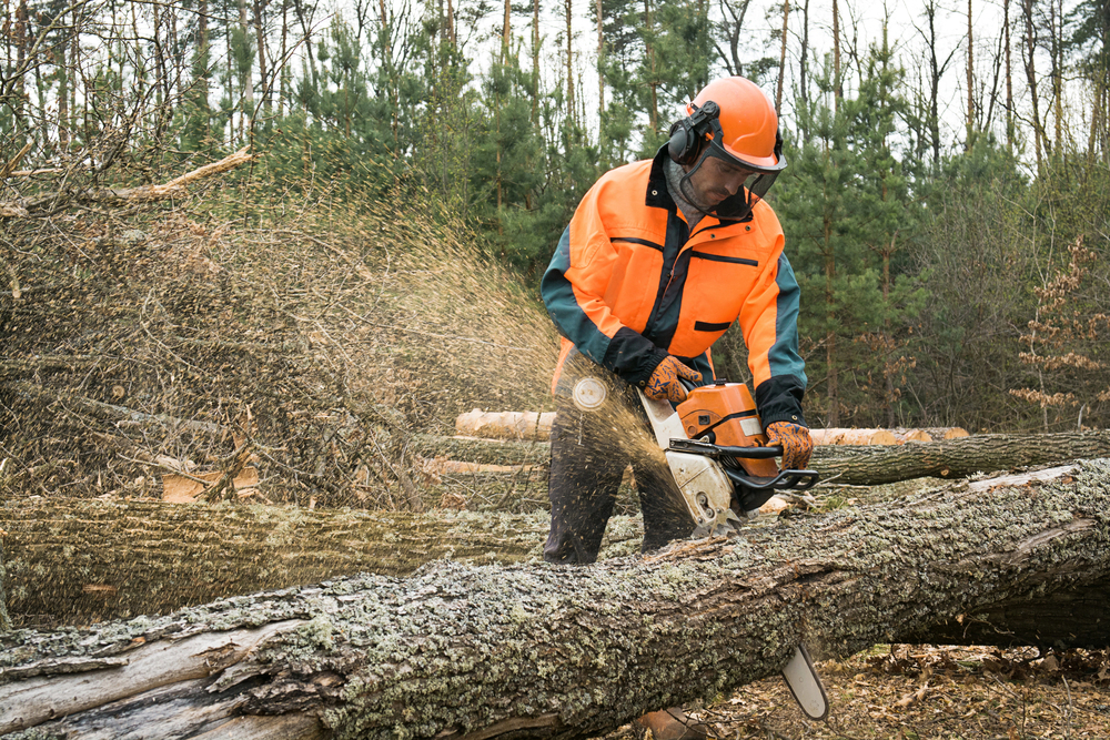 Lumber